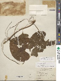 Dioscorea bulbifera image