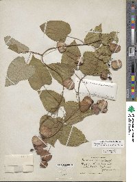 Dioscorea villosa image