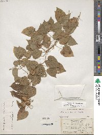 Dioscorea villosa image