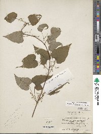 Dioscorea villosa image