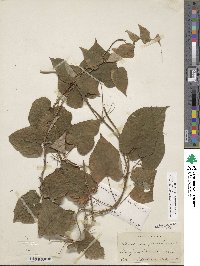 Dioscorea villosa image