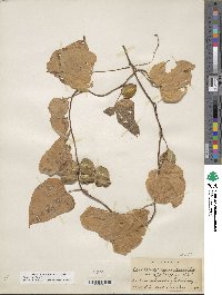 Dioscorea villosa image