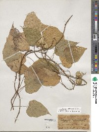 Dioscorea villosa image