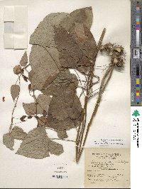 Dioscorea villosa image