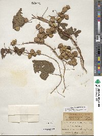 Dioscorea villosa image