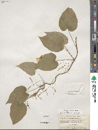 Dioscorea villosa image