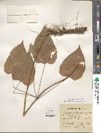 Dioscorea villosa image