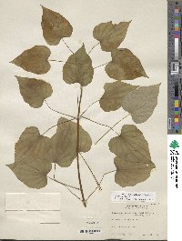 Dioscorea villosa image