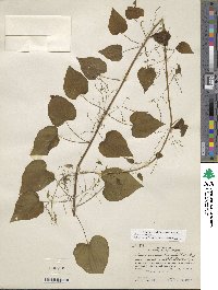 Dioscorea villosa image