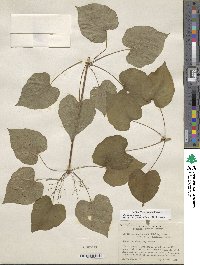 Dioscorea villosa image