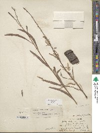 Salix exigua image