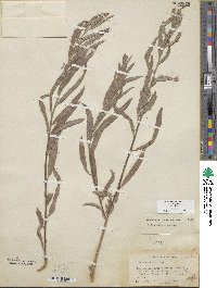 Salix exigua image