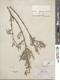 Salix exigua image