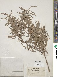 Salix exigua image