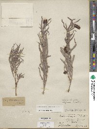 Salix exigua image