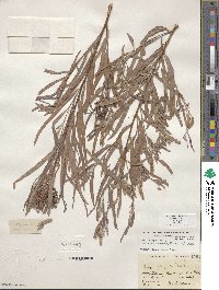 Salix exigua image