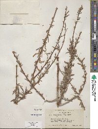 Salix exigua image