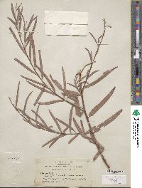 Salix exigua var. exigua image