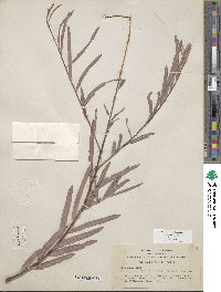 Salix exigua image