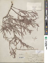 Salix exigua image