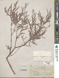 Salix exigua image