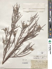 Salix exigua var. exigua image