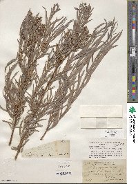 Salix exigua image