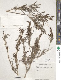 Salix exigua image