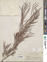 Salix exigua image