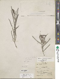 Salix exigua image