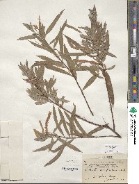 Salix columbiana image