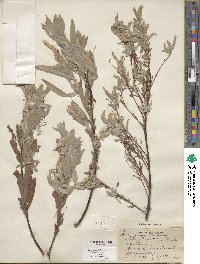 Salix columbiana image