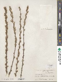 Salix exigua image