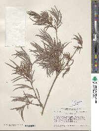 Salix exigua image