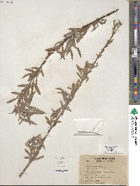 Salix exigua image