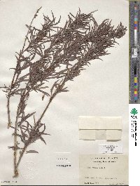 Salix exigua image