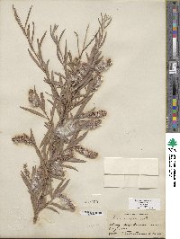 Salix exigua image