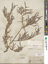 Salix exigua image