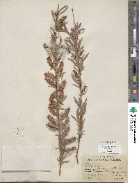 Salix exigua image