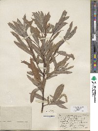 Salix columbiana image