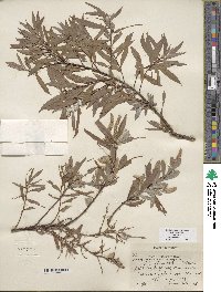 Salix columbiana image