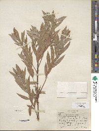 Salix columbiana image