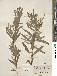 Salix columbiana image