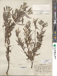 Salix columbiana image