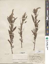 Salix columbiana image