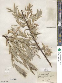 Salix sessilifolia image