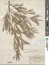 Salix columbiana image