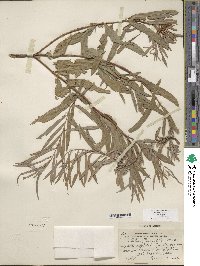 Salix columbiana image