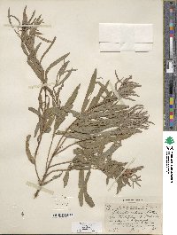 Salix columbiana image