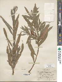 Salix columbiana image